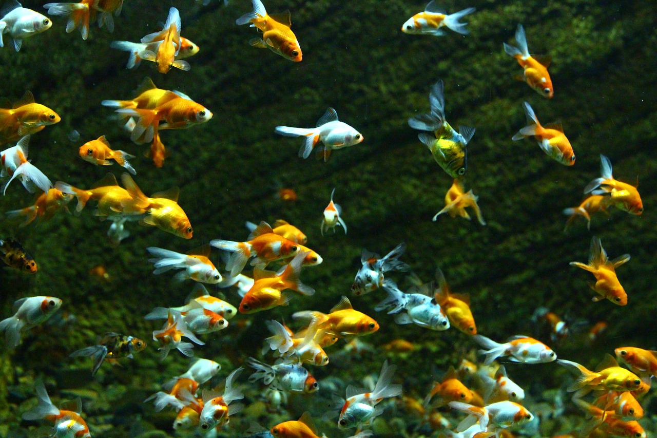 Conserving Freshwater Biodiversity: A Matter of Life and Sustainability